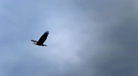 Bald Eagles flying and talking to each other at there nest