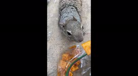 Cute squirrel incessantly chews on Cheez-Its