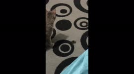 Cat enjoying her catch