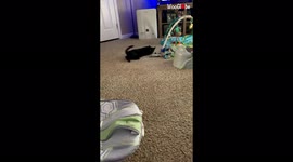 'Slithery cat channels her inner snake by doing a CRAZY crawl'