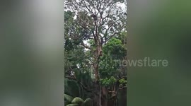 Fearless man jumps into pool from tall tree