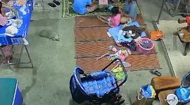 Snake slithers into family's home while baby lies on floor in Thailand