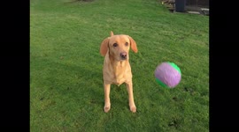 Funny faces whilst playing catch in slow motion with my dog on a GoPro in my garden