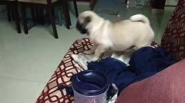 My puppy is trying to jump from the sofa and she is successful