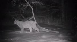 Rare 'endangered' wild lynx spotted at wetland park in China