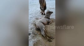 Man rescues camel trapped in wire on snow-covered ground in China