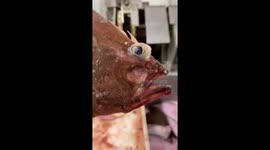 Bizarre ONE-EYED FISH leaves Instagram users in stitches – comparing it to 'woman looking at her man's phone'