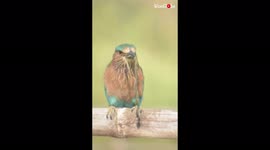 'Wildlife photographer snaps FEROCIOUS Indian Roller with a baby snake in its mouth'