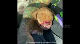 Meet Newt – the adorable dog and TikTok star who doesn't have a nose but has a lot of love to give