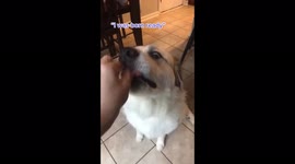 TikTok users can't get enough of this dog's hilarious reactions to eating tasty food