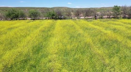 Aerial field view with thousands of yellow flowers in the Cuquiarachic ejido. belonging to the municipality of Fronteras, Sonora.