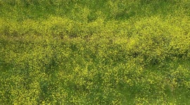 Aerial field view with thousands of yellow flowers in the Cuquiarachic ejido. belonging to the municipality of Fronteras, Sonora.