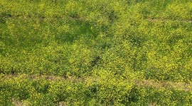 Aerial field view with thousands of yellow flowers in the Cuquiarachic ejido. belonging to the municipality of Fronteras, Sonora.