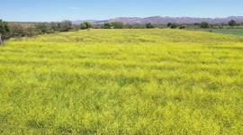 Aerial field view with thousands of yellow flowers in the Cuquiarachic ejido. belonging to the municipality of Fronteras, Sonora.