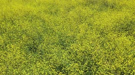 Aerial field view with thousands of yellow flowers in the Cuquiarachic ejido. belonging to the municipality of Fronteras, Sonora.