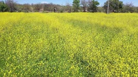 Aerial field view with thousands of yellow flowers in the Cuquiarachic ejido. belonging to the municipality of Fronteras, Sonora.