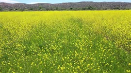Aerial field view with thousands of yellow flowers in the Cuquiarachic ejido. belonging to the municipality of Fronteras, Sonora.