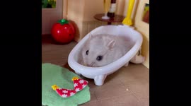 Dwarf hamster enjoys me time in bath!