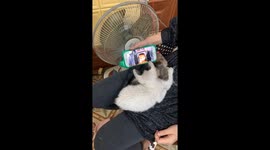 Extremely cute moment when two kittens hug each other watching videos on their phones