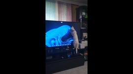 The cat loves to play with the mouse pointer on the TV screen