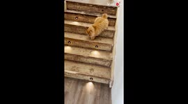 'Buoyant cat without a tail and front paws moves around the house like a bunny '