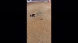 'Is this Stingray REALLY walking on sand? | Illusive video will leave you PUZZLED (6M+ Views)'