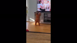 'Skittish cat hides behind TV to avoid getting seen by baby boy'