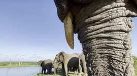 Windy visits to the dam with Jabulani the rescued elephant bull
