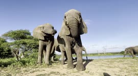 A windy day at the dam of the Jabulani herd of rescued and orphaned elephants