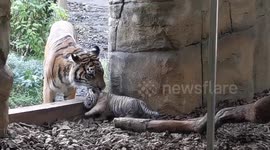 Watch the adorable moment Sumatran tiger cub takes its first wobbly steps outside at London Zoo