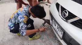 Huge monitor lizard caught in car engine in Thailand