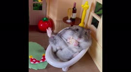 Adorable hamster enjoys relaxing day in bathtub