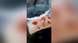 Goldfish bought online freeze after they're delivered to Chinese customer living in -15 temperatures
