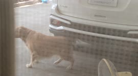 Pet Golden Retriever scratches back on car bumper