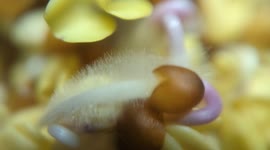 Your fuzzy sprouts are just thirsty! Zoomed in close on some sprouts to see the root hairs!