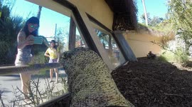 Watch a Komodo Dragon with a GoPro Ace His Target Training