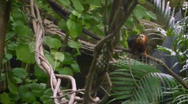 The Names Are Enough To Make You Fall In Love With These Monkeys! Meet Zoey and Cilantro