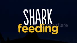 Get Up Close and Personal With These Beautiful Sharks!