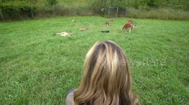 These Kangaroos Are Pretty Iconic and Fetch Visitors From All Over the World