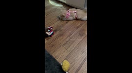 New chowski puppy doesn’t want to go out for a walk today 