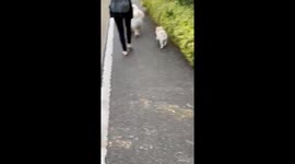 Morning stroll with our chowchow and chowski, simba and kiara.