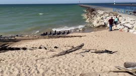 1880s shipwreck washes up on the shore of Lake Michigan