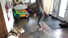 My dance workout while in isolation gets invaded by my Alaskan Malamutes who want in on the action