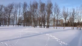 Our three Alaskan Malamutes are a handful to manage off lead for a walk unless we have a handful of treats