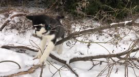 Alaskan Malamutes baby girl Dotty is being shown how to properly brush her teeth by her uncle Fish
