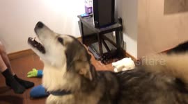 Our Alaskan Malamute wants to know why she is so itchy and loosing all her fur in winter