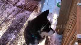 Alaskan Malamutes then there were three as we welcomed home Sojou's baby girl Dotty