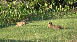 Photographers flock to catch rare glimpse of bobcat kittens in southern Florida