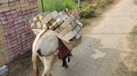 The Animals life is a lifeline for village workers in Uttar Pradesh, India