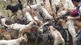 Tradition of Hunting Wild Boar With Dogs in West Sumatera, Indonesia